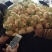 东方密1号哈密瓜1斤一下