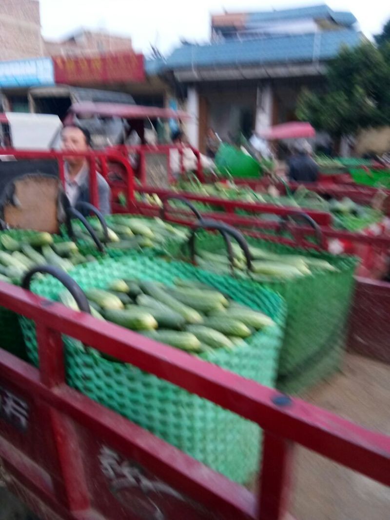 白皮黄瓜鲜花带刺18~22公分