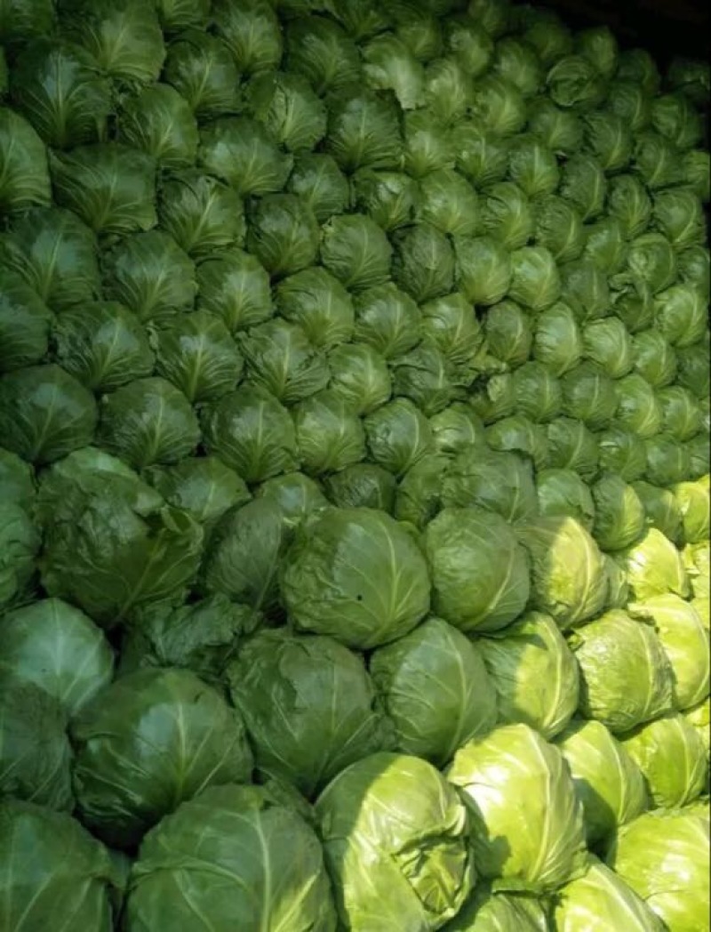 德州春季绿甘蓝正在上市中，8398品种，