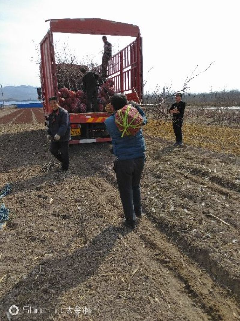 出售大田定植杏树，产地直供，支持线上交易，