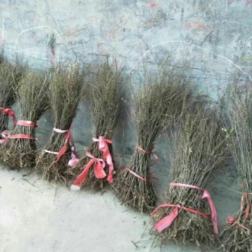 连翘苗10~20cm