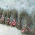 连翘苗10~20cm