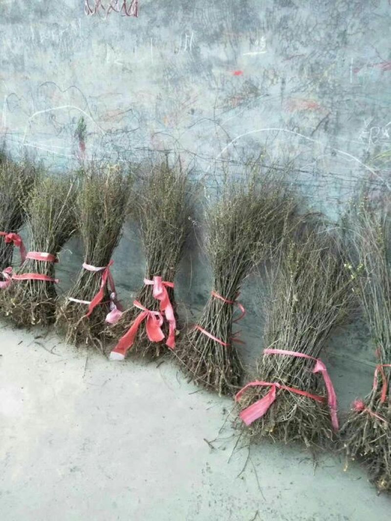 连翘苗10~20cm