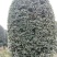 黄金桂花树12~14cm3.5~4米2~3米