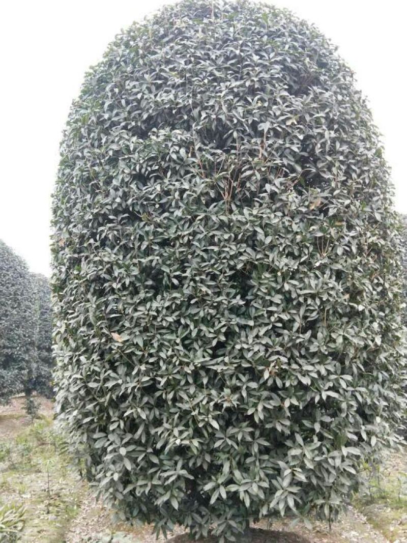 黄金桂花树12~14cm3.5~4米2~3米