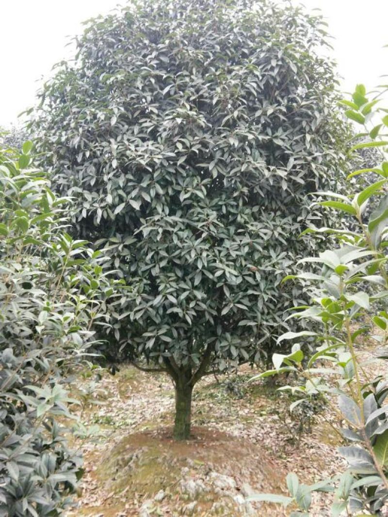 黄金桂花树12~14cm3.5~4米2~3米