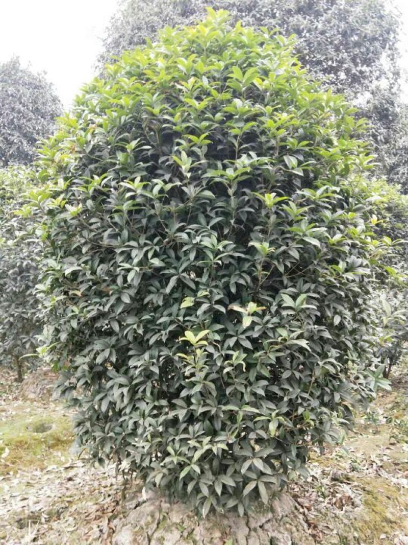 黄金桂花树12~14cm3.5~4米2~3米