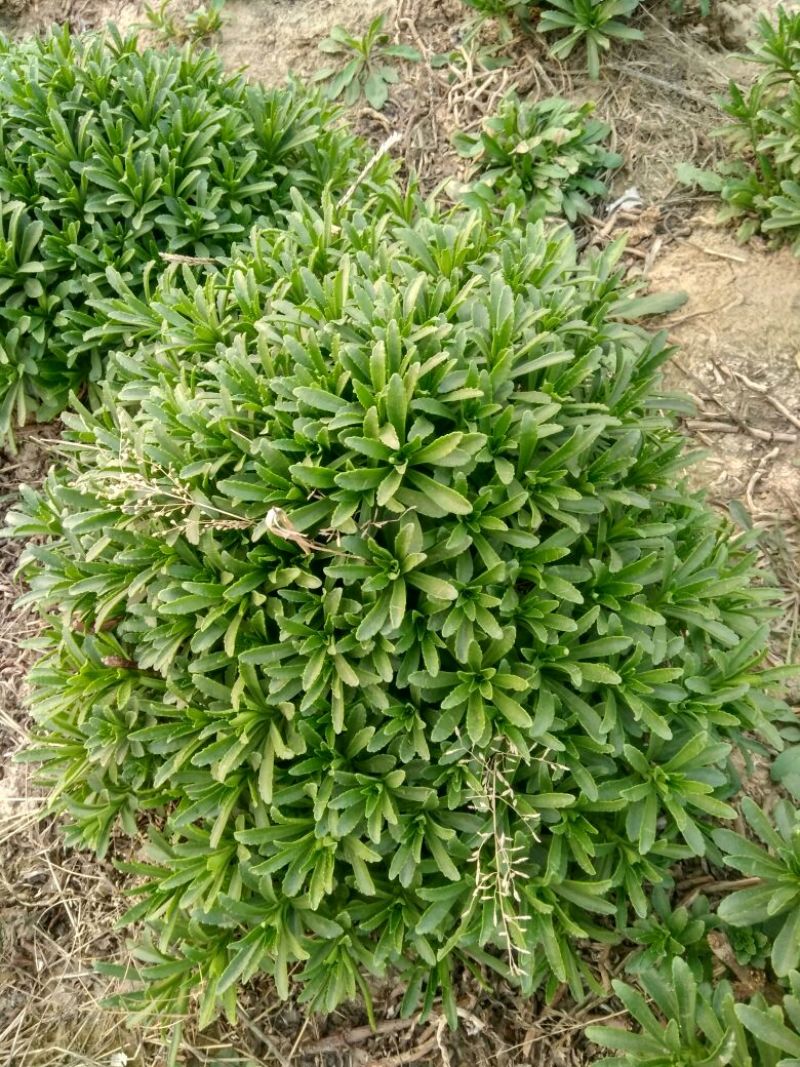 救心菜苗养心菜救心菜费菜大苗
