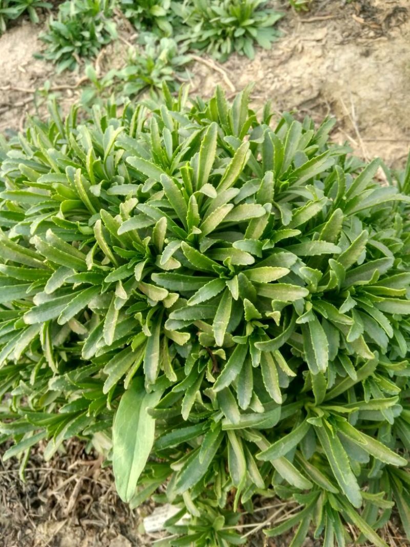 救心菜苗养心菜救心菜费菜大苗