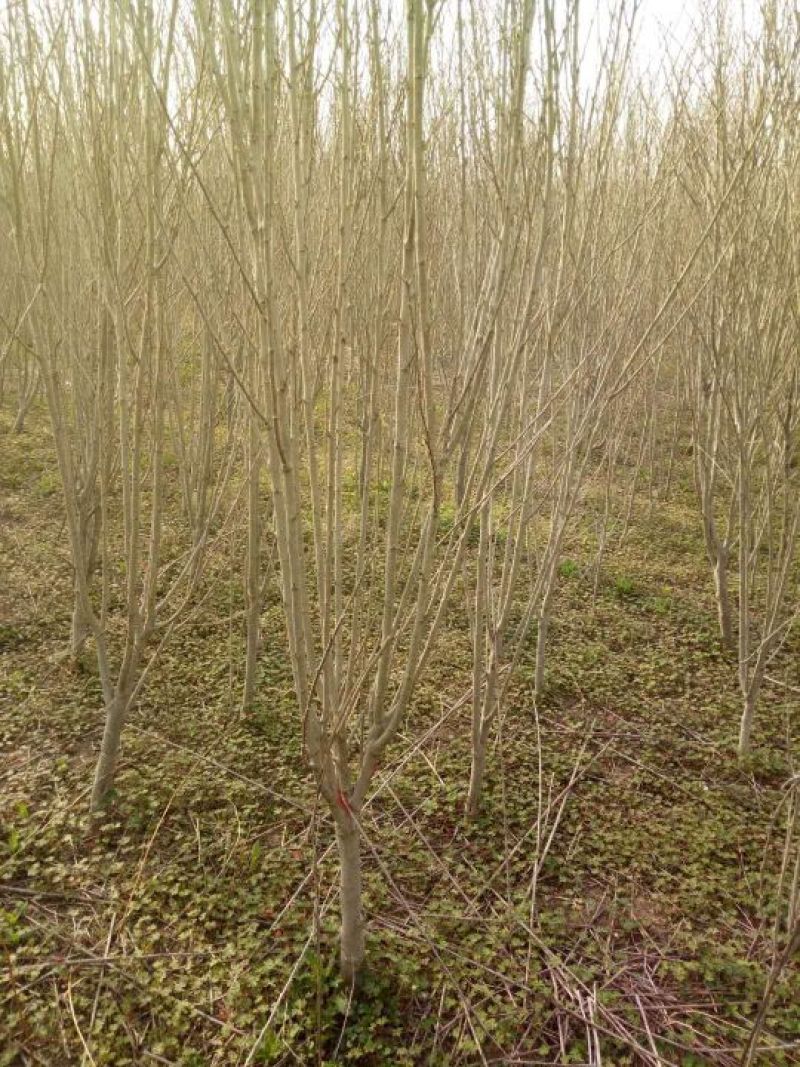 红花木槿树6~8cm4cm以下0.5米以下