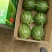 早春红玉4斤打底9成熟头茬瓜山东潍坊