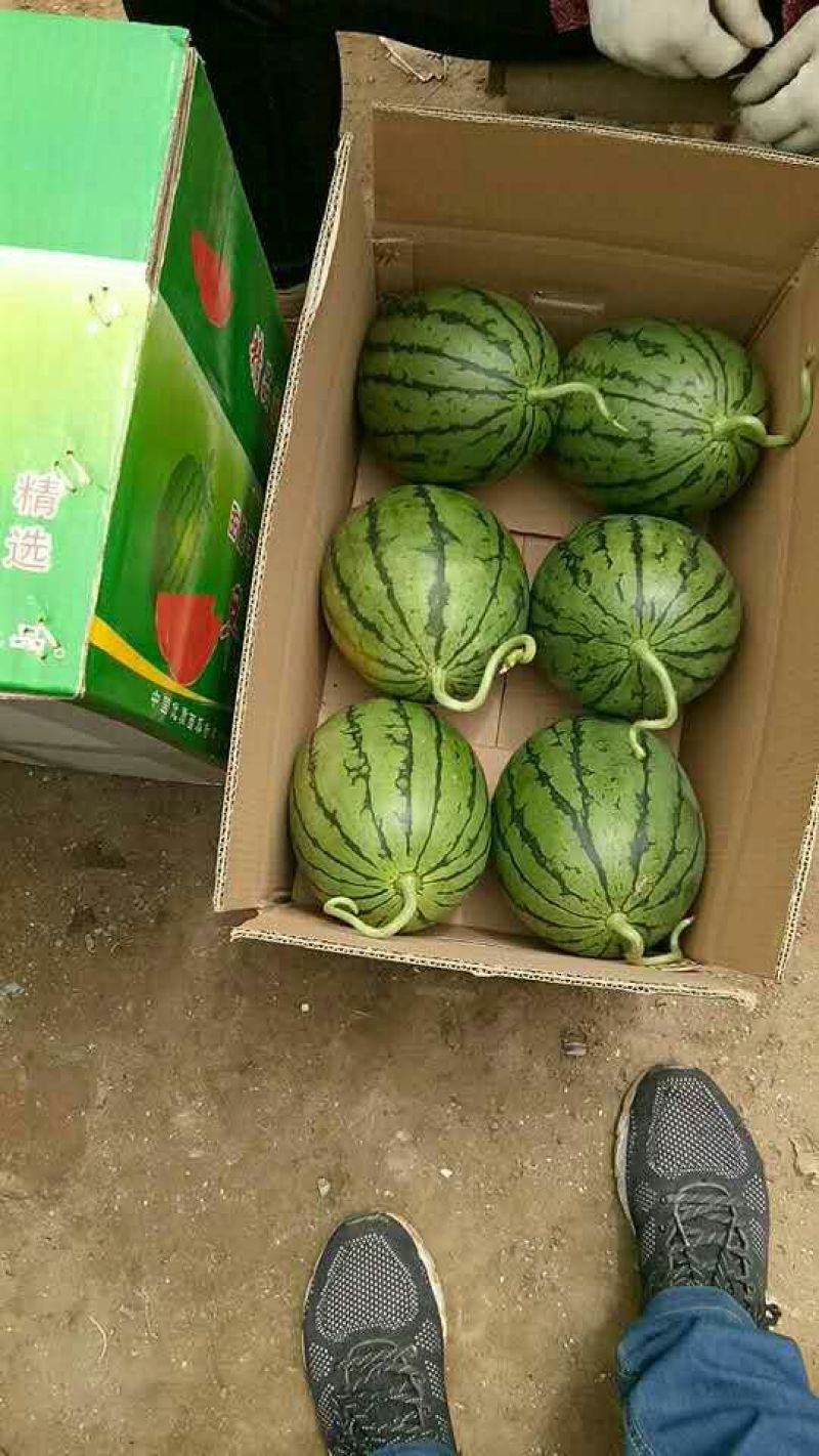 早春红玉4斤打底9成熟头茬瓜山东潍坊