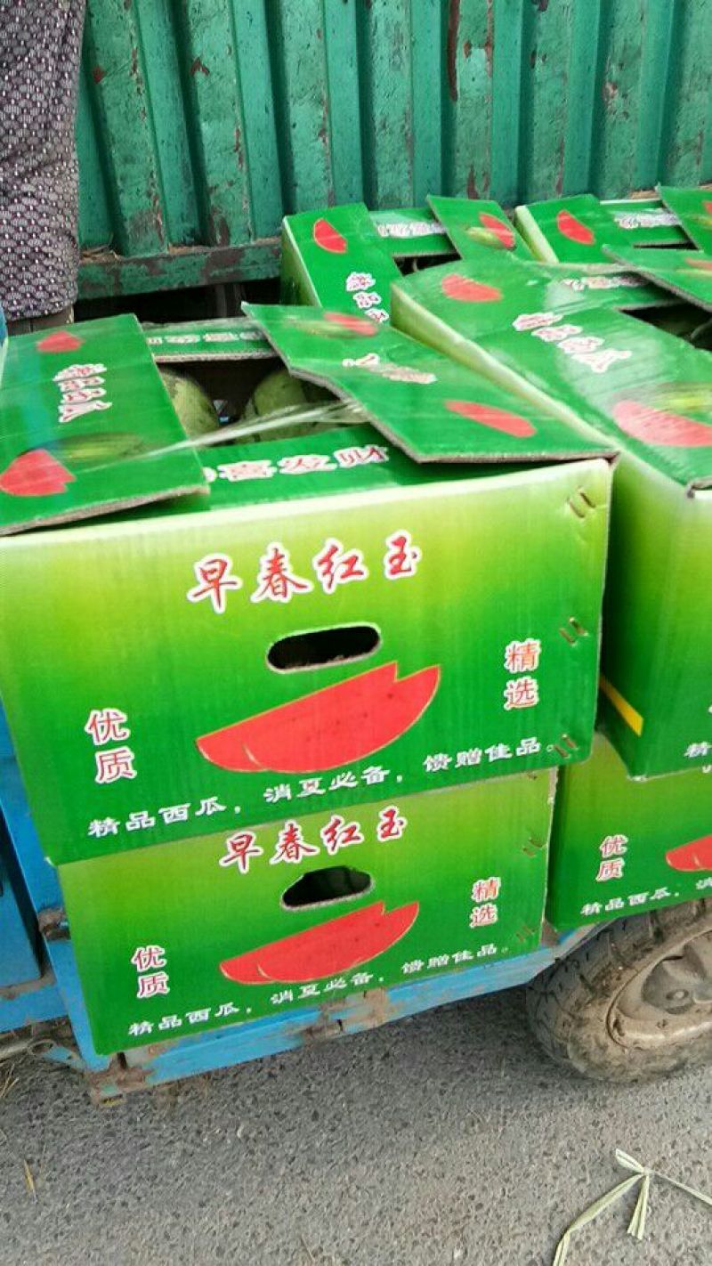 早春红玉4斤打底9成熟头茬瓜山东潍坊