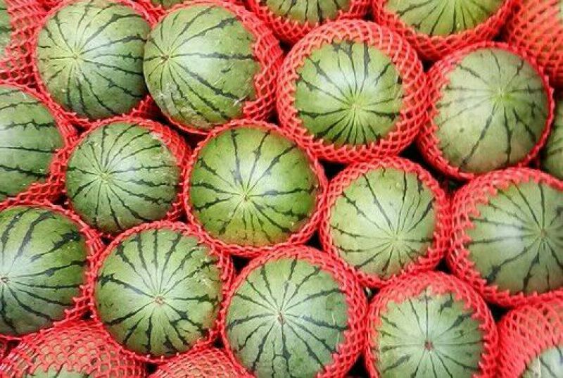 早春红玉4斤打底9成熟头茬瓜山东潍坊