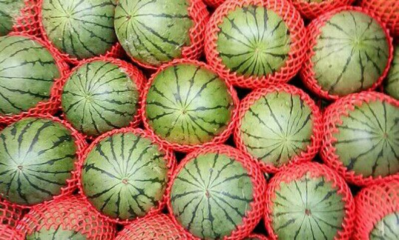 早春红玉4斤打底9成熟头茬瓜山东潍坊