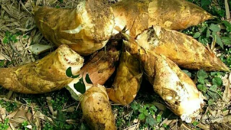 水煮笋干淡笋干