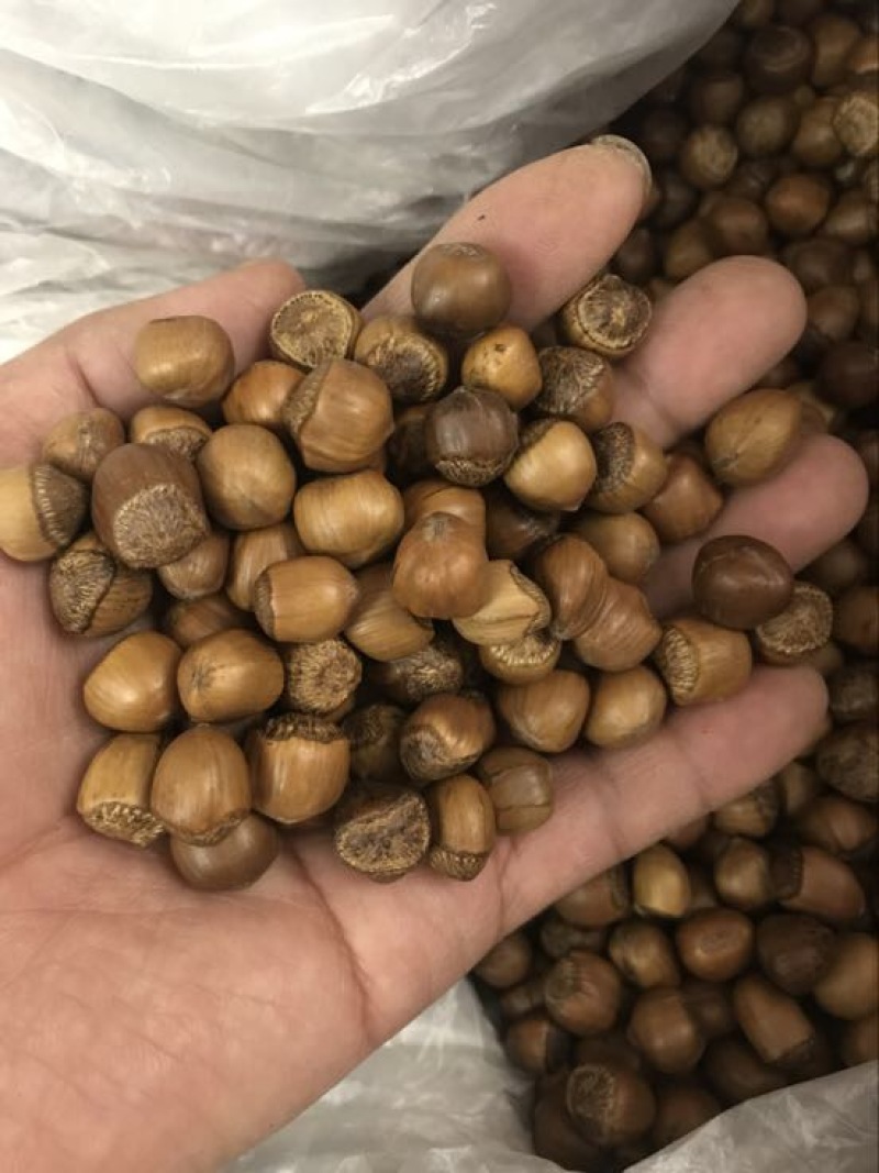 榛子特级