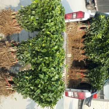 沙糖桔苗30~50cm