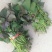 龙薯9号红薯苗烟薯红薯苗济薯25红薯苗商薯19红薯苗