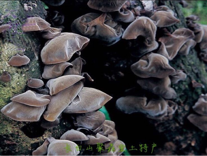 黑木耳特级