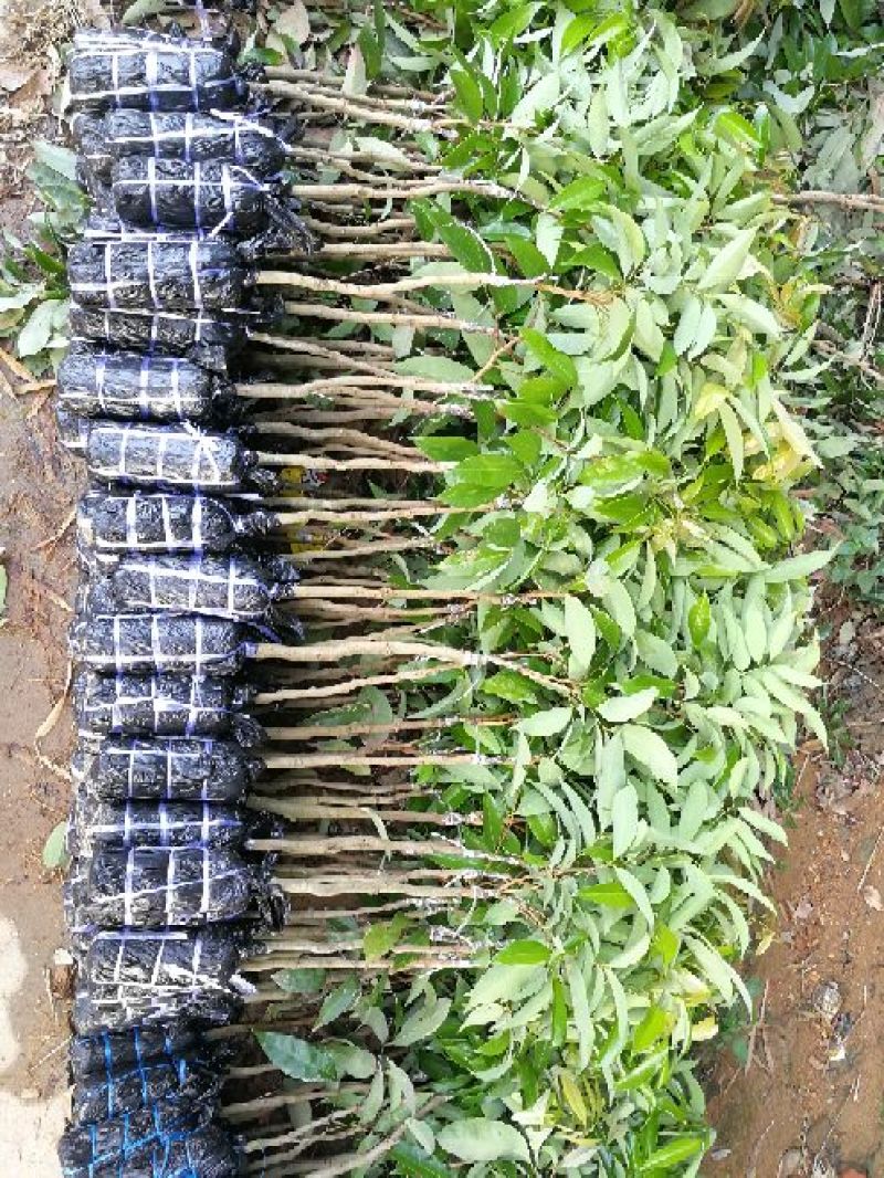 荔枝苗桂味荔枝苗