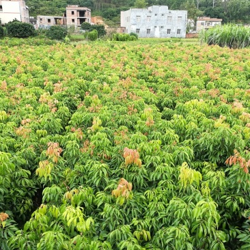 荔枝苗桂味荔枝苗