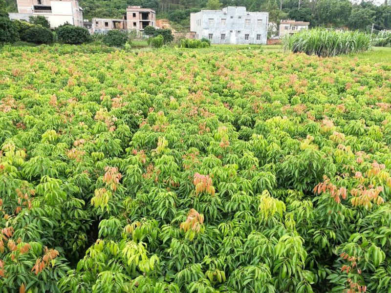荔枝苗桂味荔枝苗