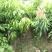 荔枝苗桂味荔枝苗