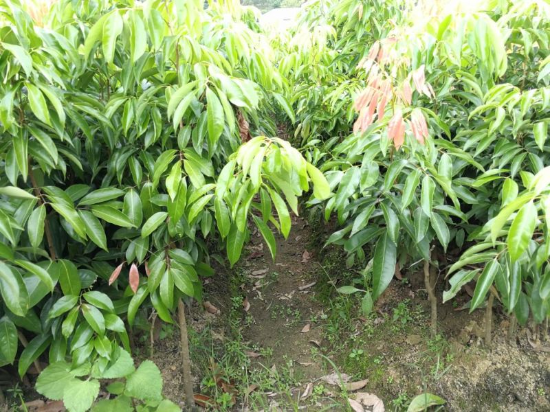 荔枝苗桂味荔枝苗
