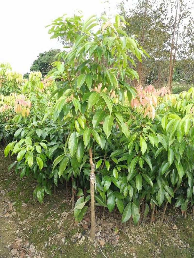 荔枝苗桂味荔枝苗