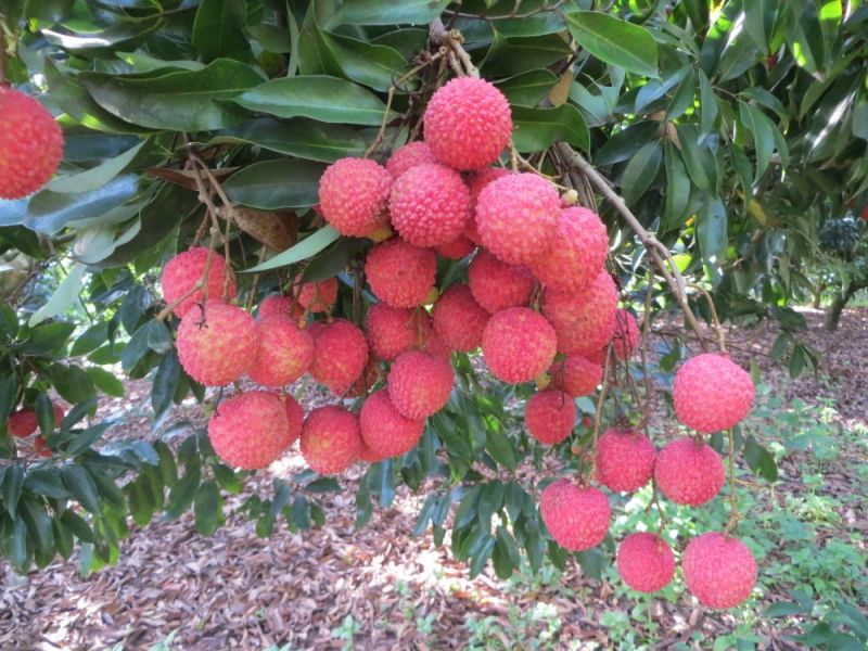 荔枝苗桂味荔枝苗