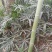 老人葵棕榈80~100厘米根部根须充足以定植花苞可食用