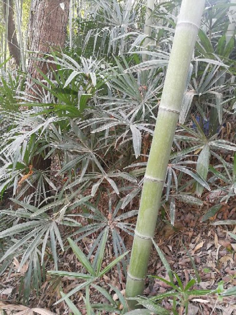 老人葵棕榈80~100厘米根部根须充足以定植花苞可食用