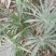 老人葵棕榈80~100厘米根部根须充足以定植花苞可食用