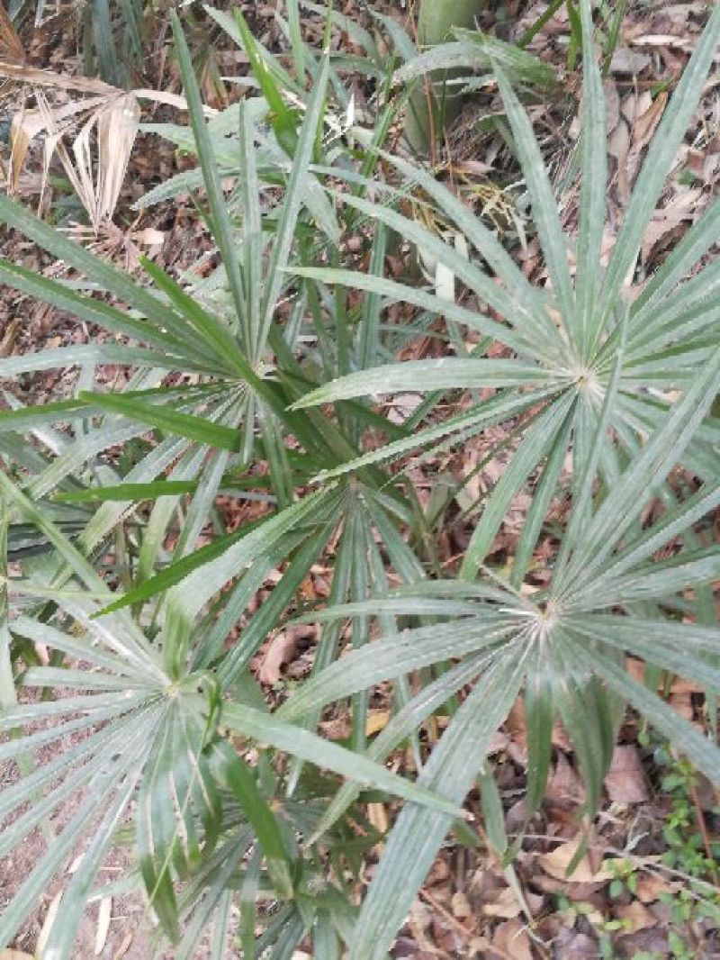 老人葵棕榈80~100厘米根部根须充足以定植花苞可食用