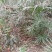 老人葵棕榈80~100厘米根部根须充足以定植花苞可食用
