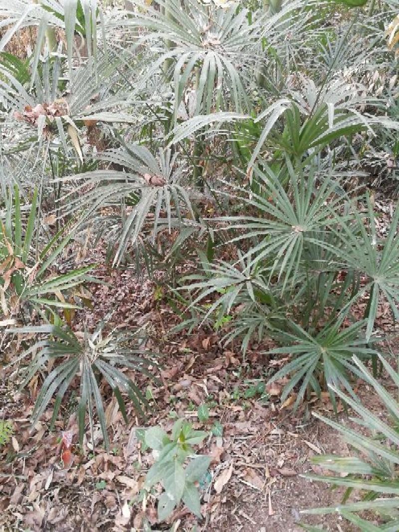 老人葵棕榈80~100厘米根部根须充足以定植花苞可食用