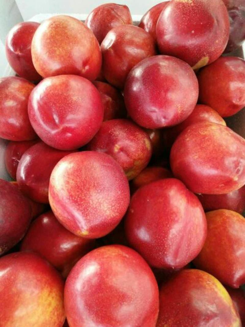 山东大棚油桃油桃产地中油品种，红油桃黄油桃
