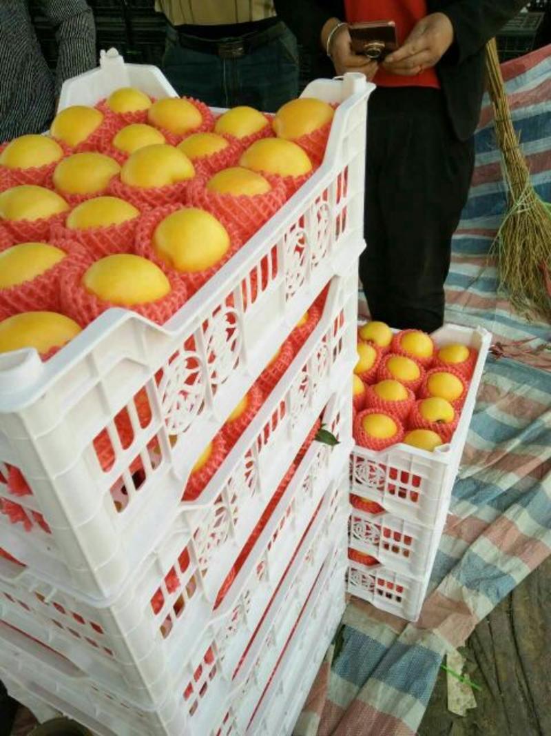 山东大棚油桃油桃产地中油品种，红油桃黄油桃