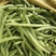 绿龙芸豆15cm以上