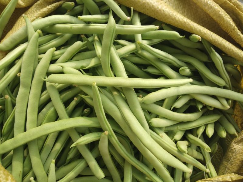 绿龙芸豆15cm以上