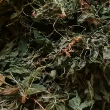 紫花地丁新货纯青黄叶少