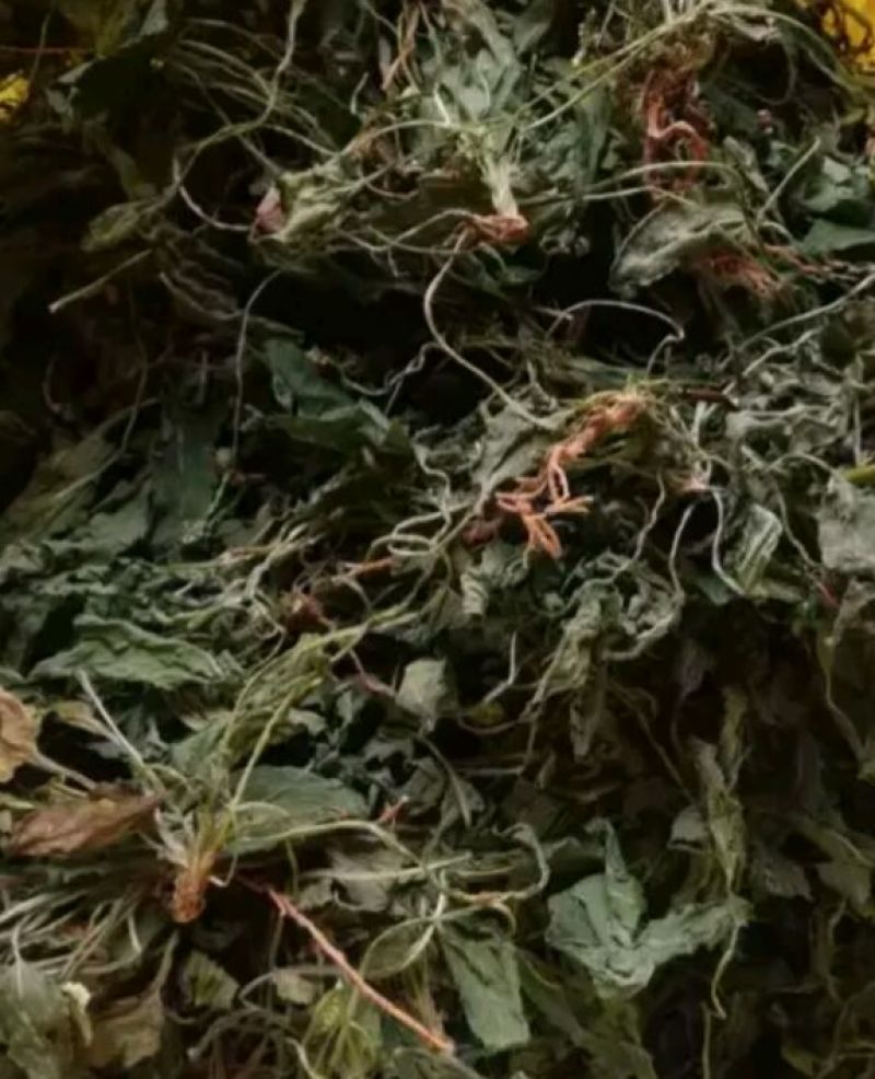紫花地丁新货纯青黄叶少