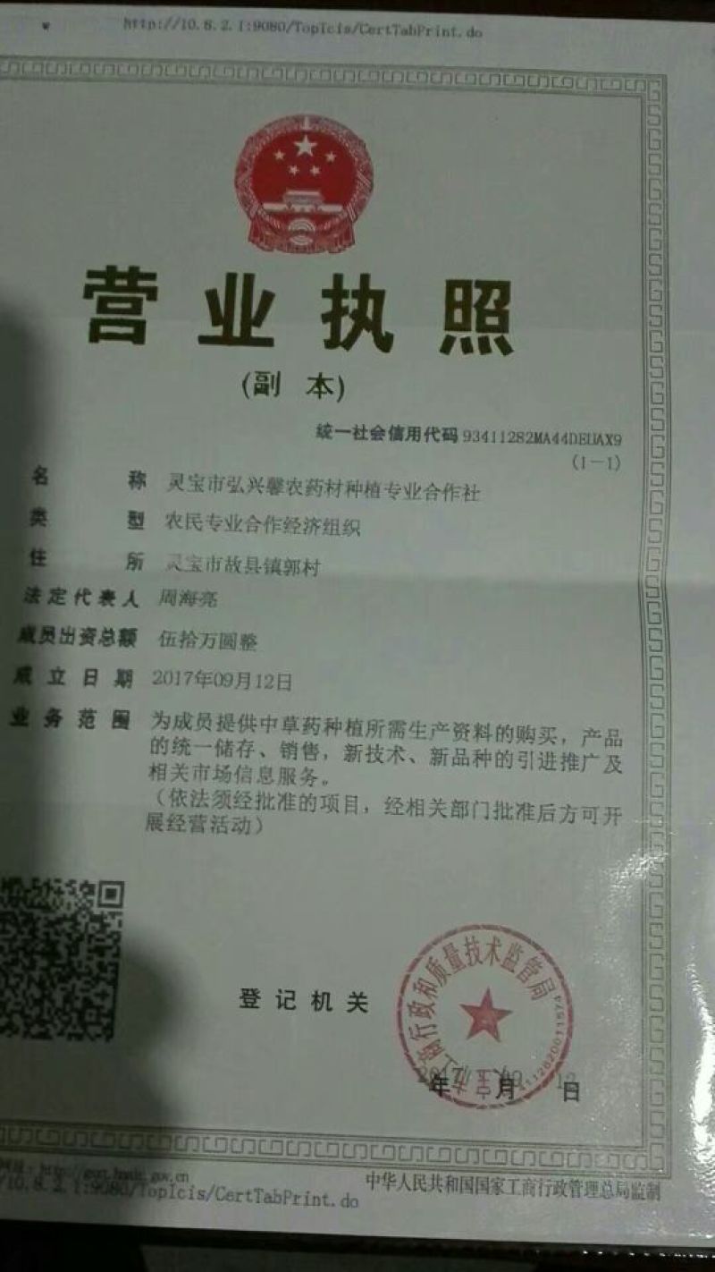 紫花地丁新货纯青黄叶少