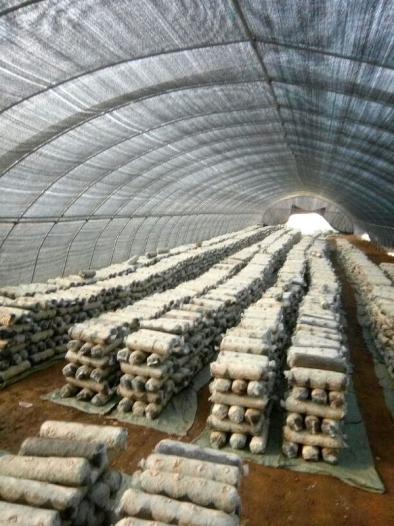808香菇棒春栽18*58公分