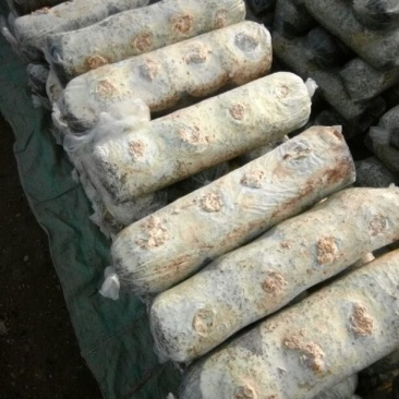 808香菇棒春栽18*58公分