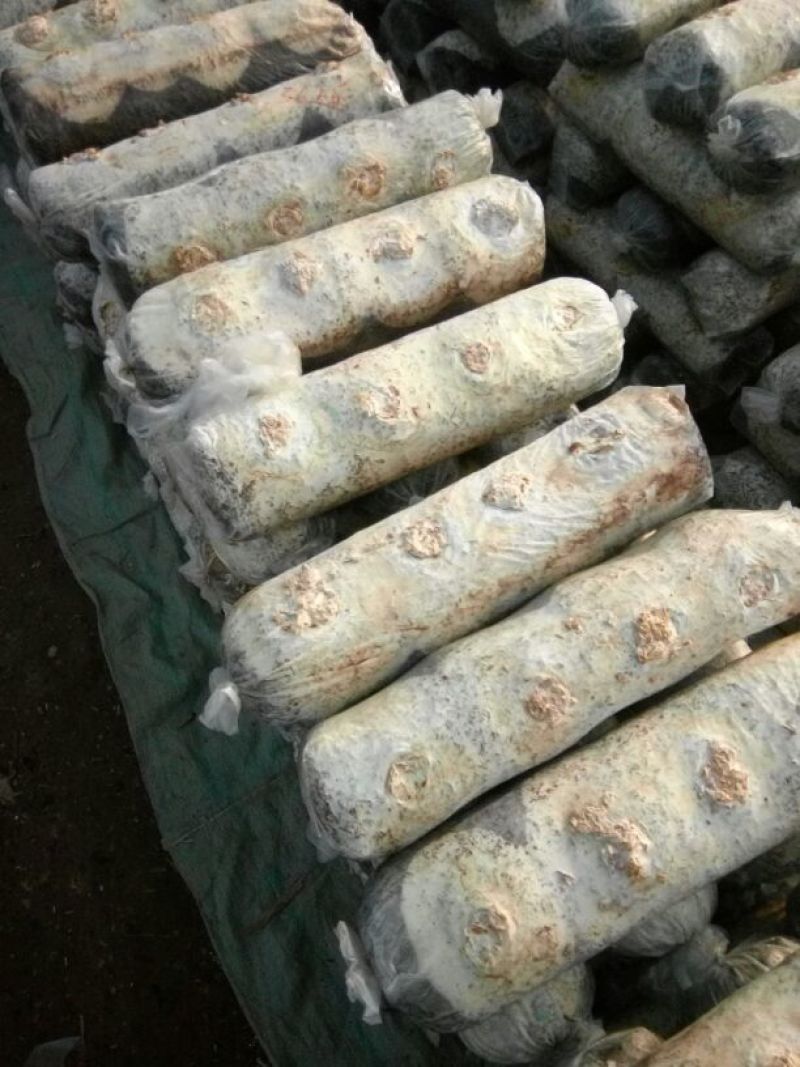 808香菇棒春栽18*58公分