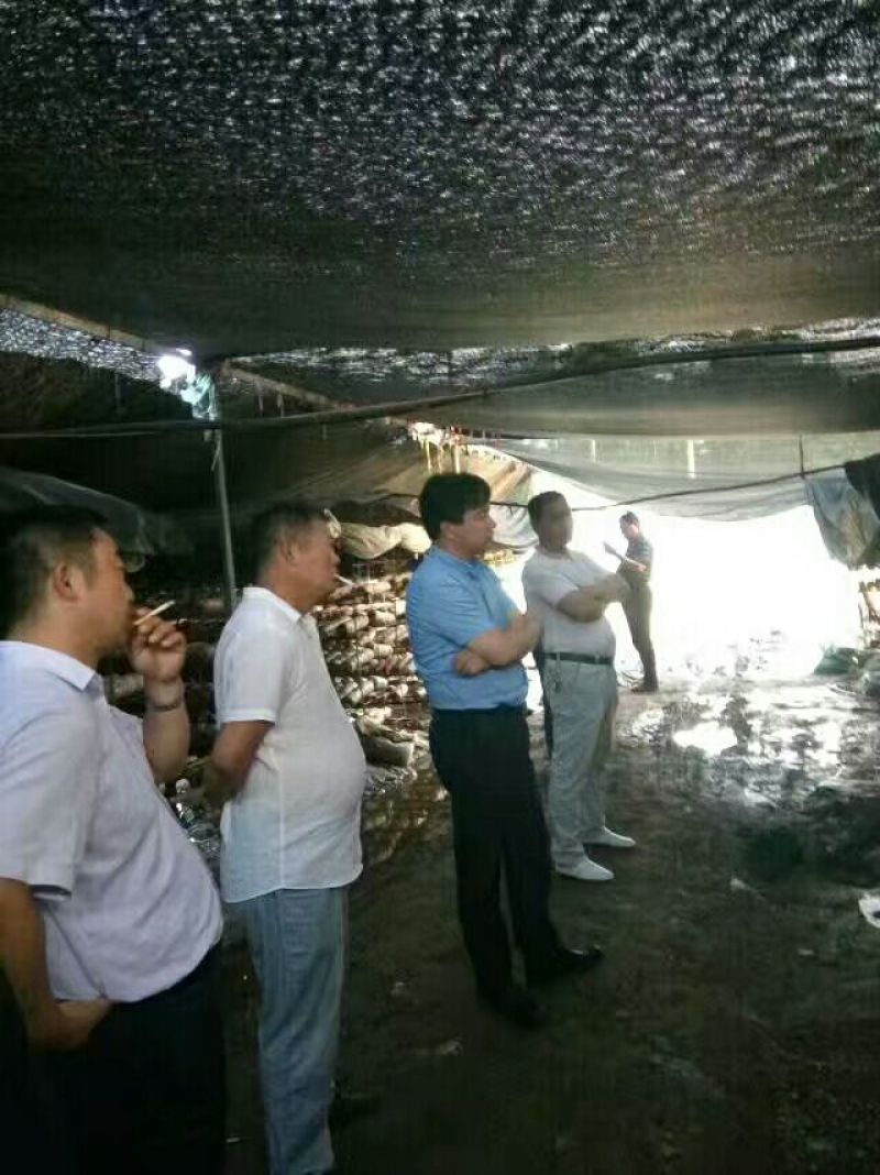 808香菇棒春栽18*58公分