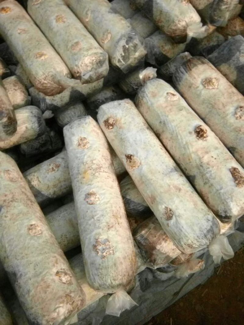 808香菇棒春栽18*58公分