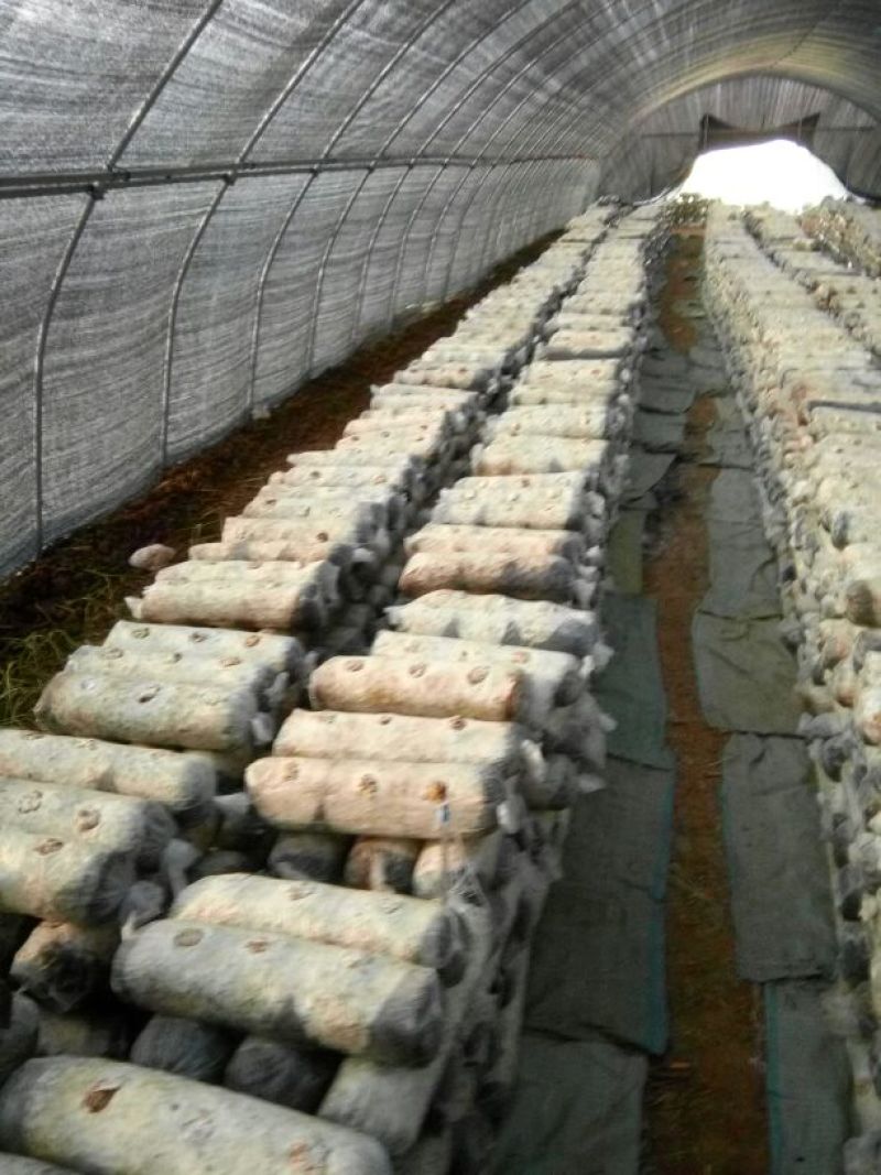 808香菇棒春栽18*58公分